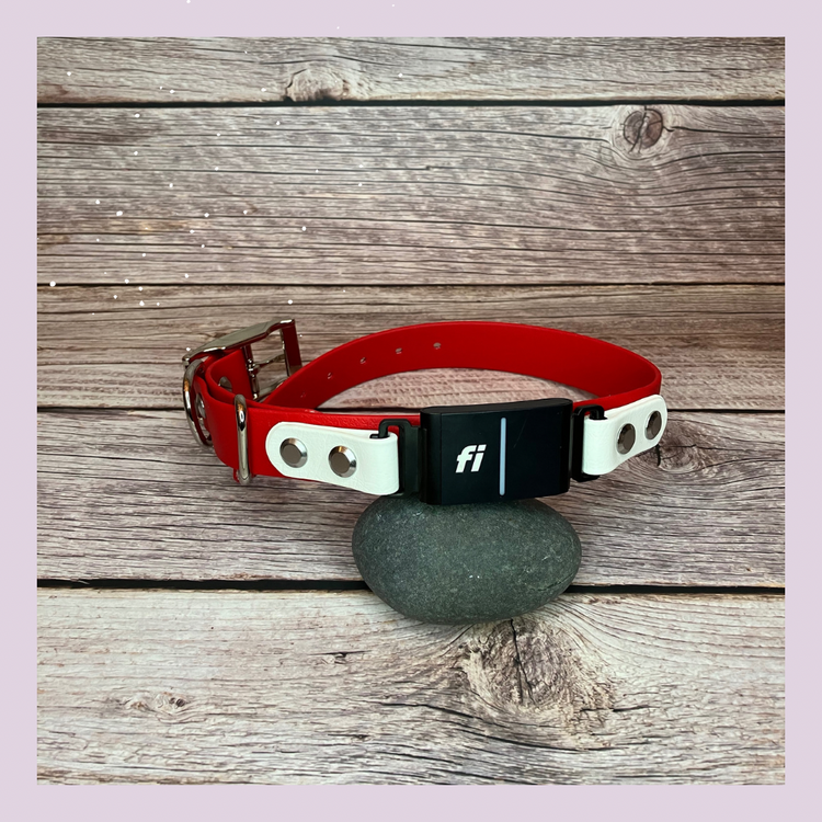 Fi Dogs GPS Layered Buckle Collar