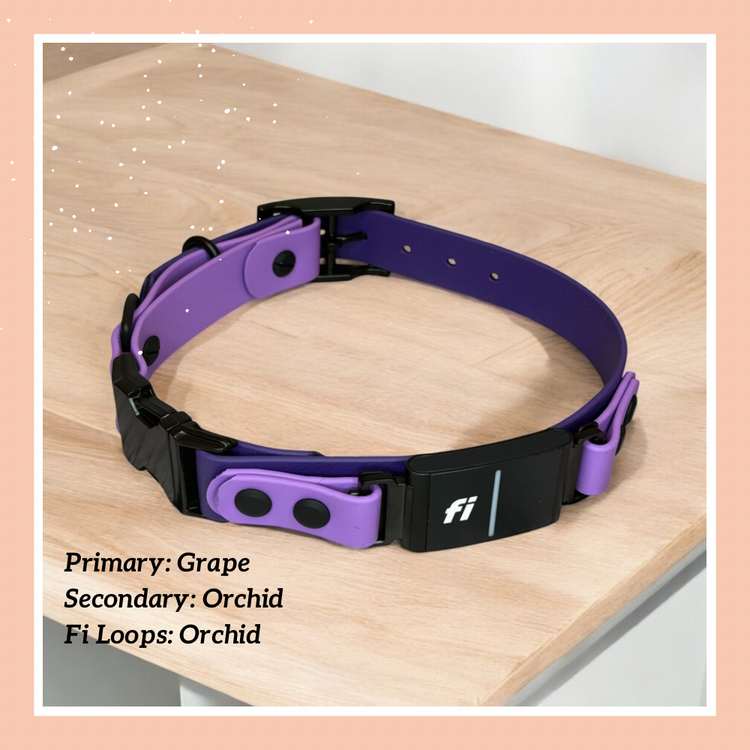 Fi Dogs GPS Layered Quick Release Collar with Tongue Buckle Adjustment